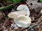 Piros galambgomba (Russula lepida), Zemplén